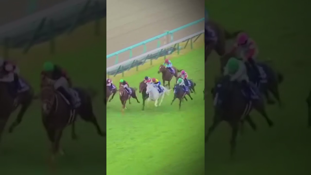 1番外からセリフォスぅぅ！！ #競馬 #競馬予想 #こしゃまる