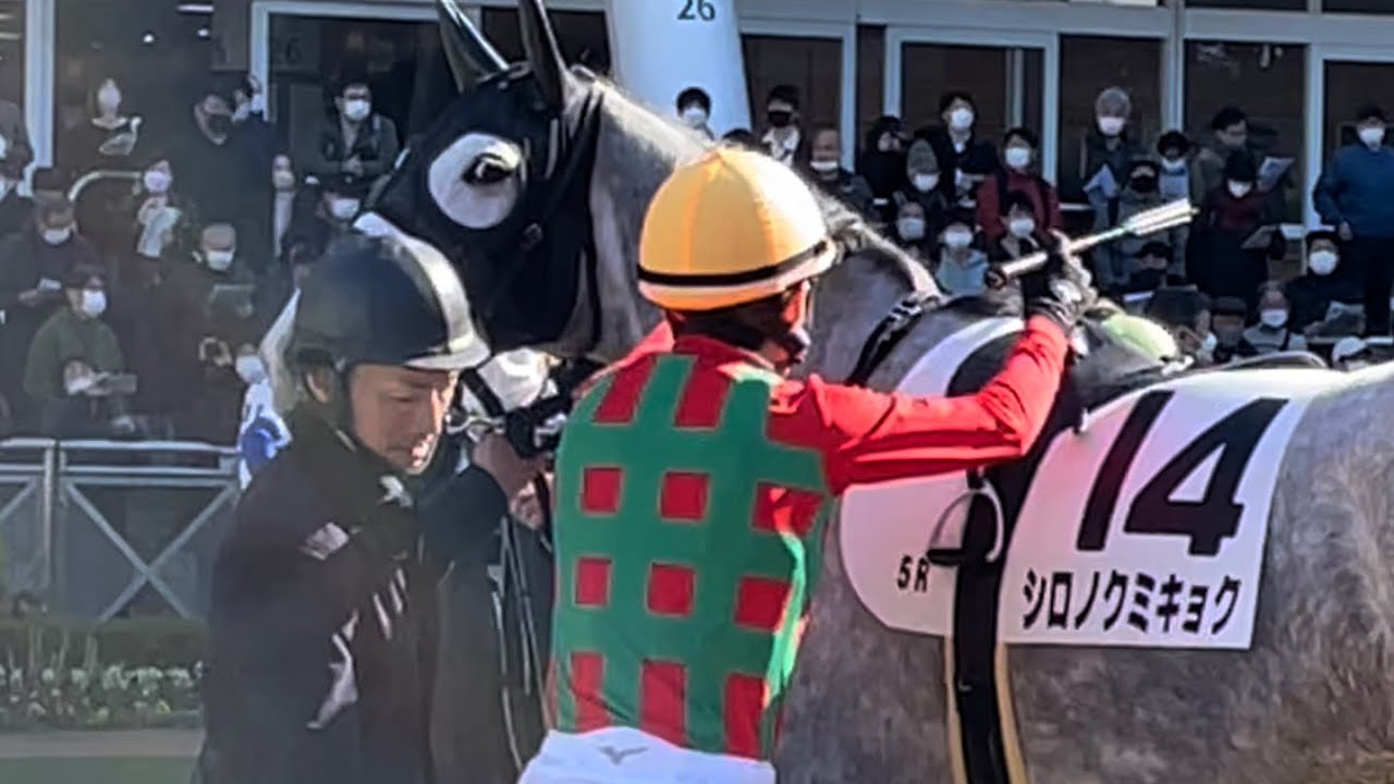 【ゴールドシップ産駒】流し目で人を観察するのが大好きなシロノクミキョク