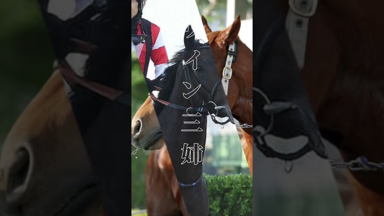 ああぁぁぁぁ！キートスちゃんラストランだよぉぉぉ！ #競馬 #ウインマリリン #ウインマイティー #ウインキートス