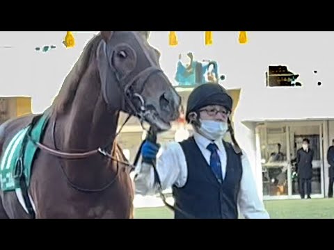 【中山金杯2022】撮られていることに気づいたラーゴム【オルフェーヴル産駒】