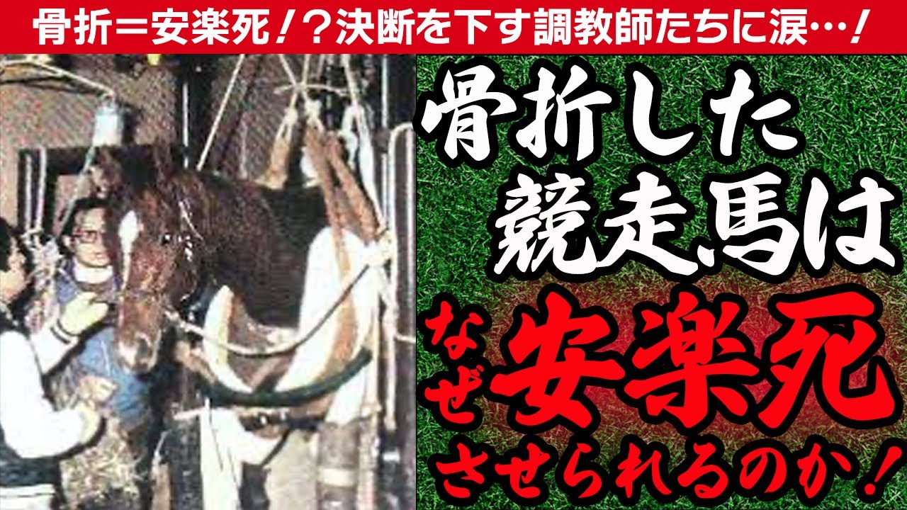 【競馬】競走馬は骨折するとなぜ"安楽死"させられるのか…『テンポイント』事件によって医療界が発展…競馬界に一筋の光が差し込んだ！？