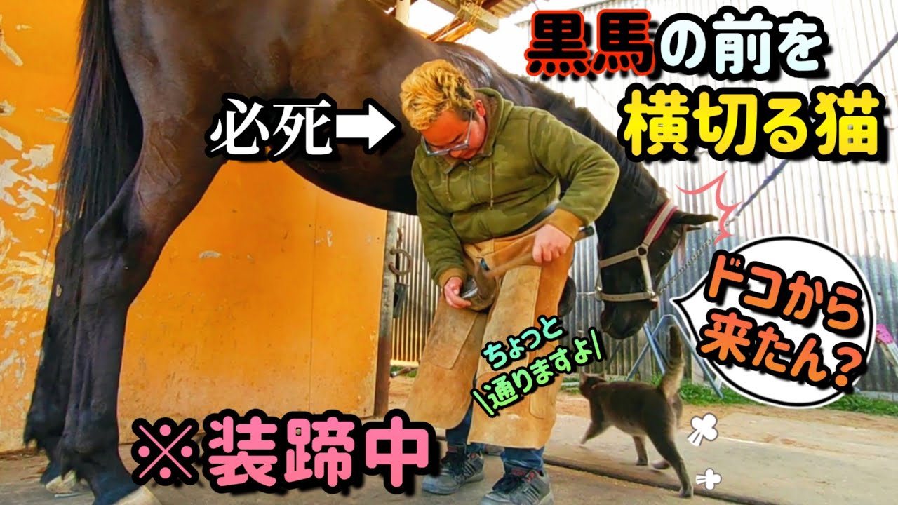 黒馬に蹄鉄を付けてたら、気まぐれな猫が突然現れて馬の周りをうろつき始めました…。【ツルマルボーイ様のシモベ】