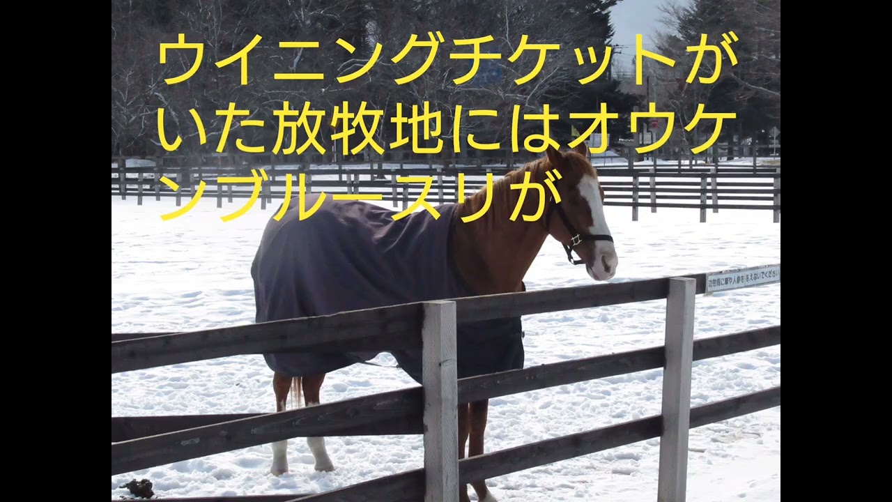 2023/2/25　ウイニングチケットの祭壇と献花台を訪問
