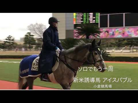 アイスバブルが小倉競馬場で誘導馬デビュー