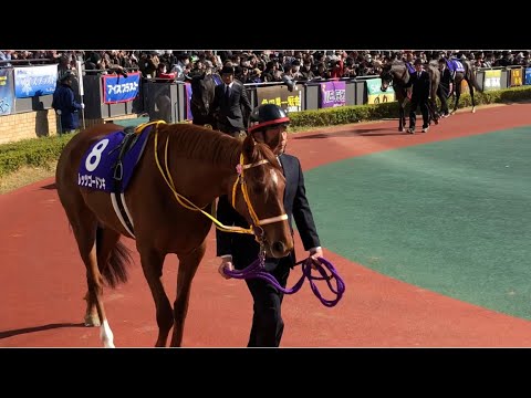 【高松宮記念2019パドックからレースまで】スノードラゴンラストラン　#スノードラゴン　#レッツゴードンキ　#ミスターメロディー　#セイウンコウセイ　#ショウナンアンセム