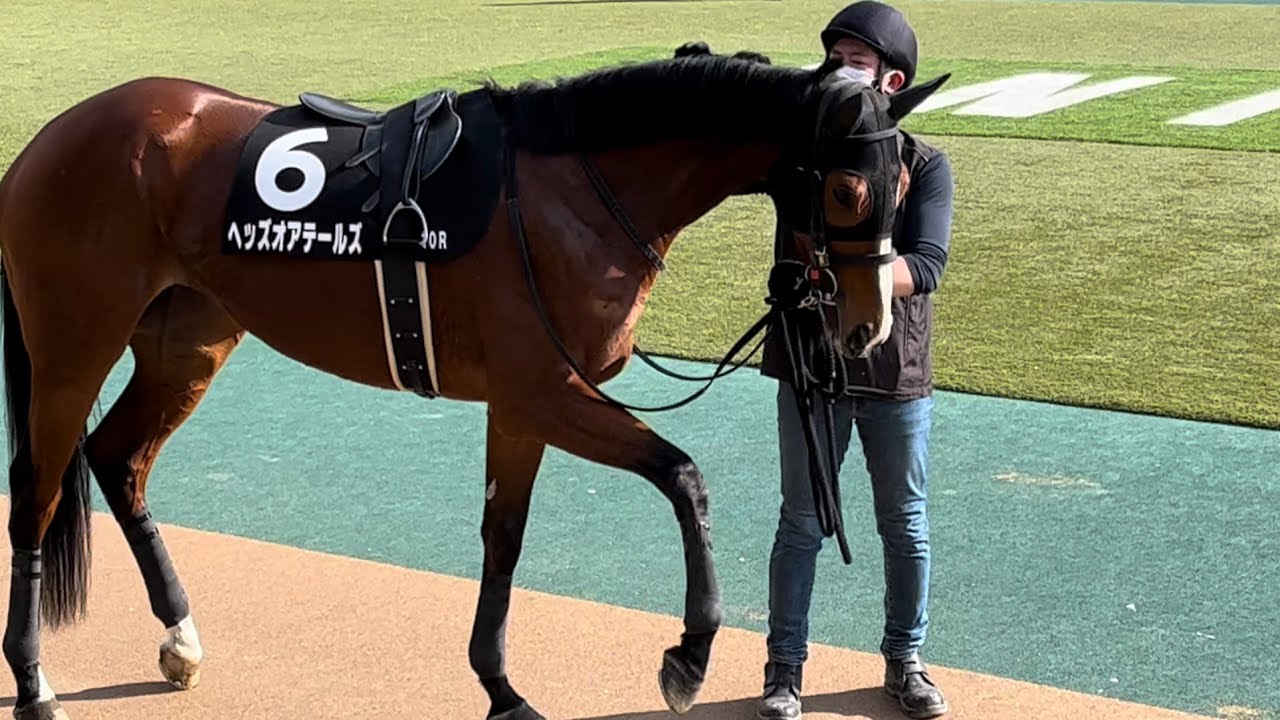 「ザッザッザッザッ」と前搔きするヘッズオアテールズ