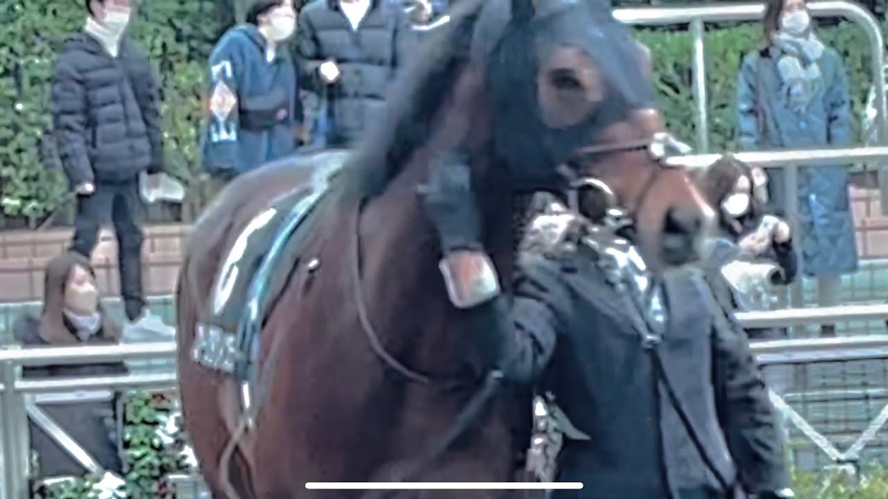 厩務員さんに首ポンポン、鼻ナデナデをされてご満悦そうなスナークダヴィンチ