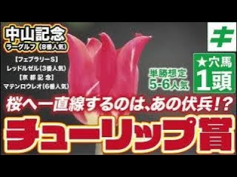 チューリップ賞 2023 【予想/穴馬】待ってろリバティアイランド！桜の舞台で一直線する穴馬とは！？