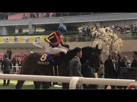 【グランアレグリア桜花賞2019パドック】#グランアレグリア　#シゲルピンクダイヤ　#クロノジェネシス　#ダノンファンタジー　#ビーチサンバ