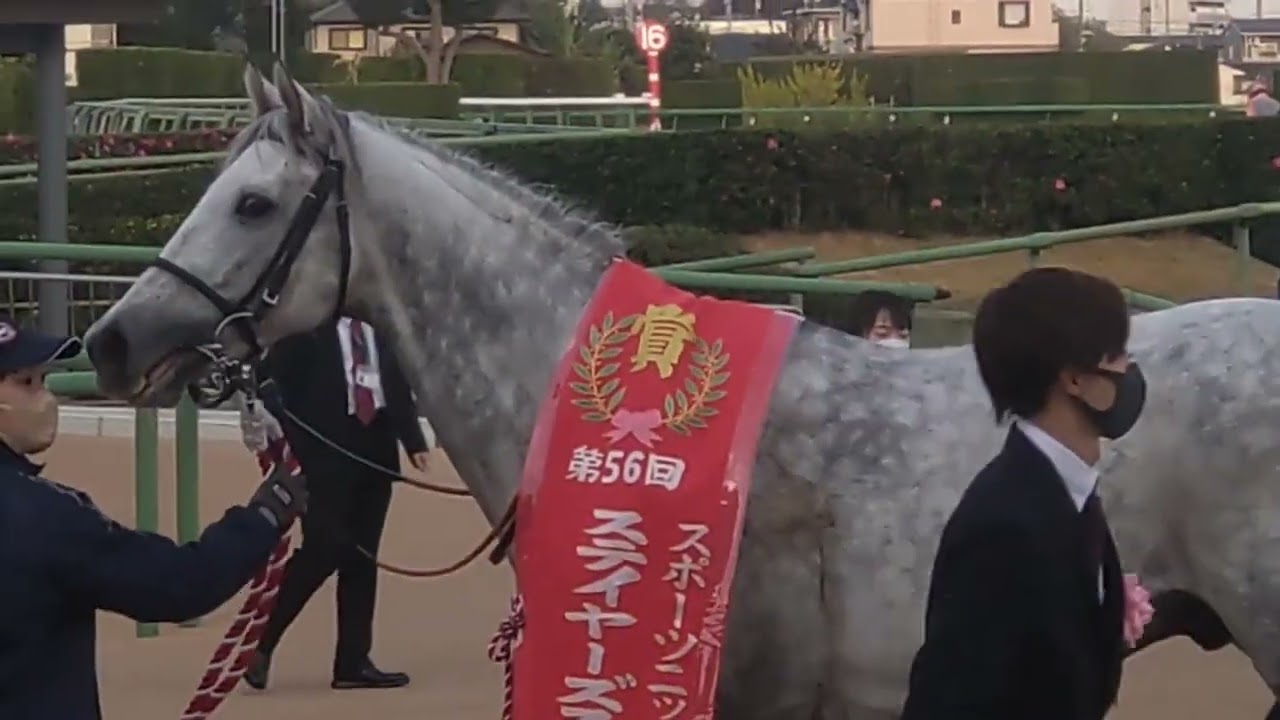 ステイヤーズSを完勝したシルヴァーソニック #シルヴァーソニック #ステイヤーズステークス