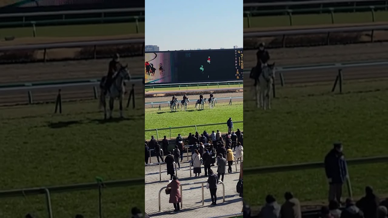誘導馬…首をとんとんしてもらう
