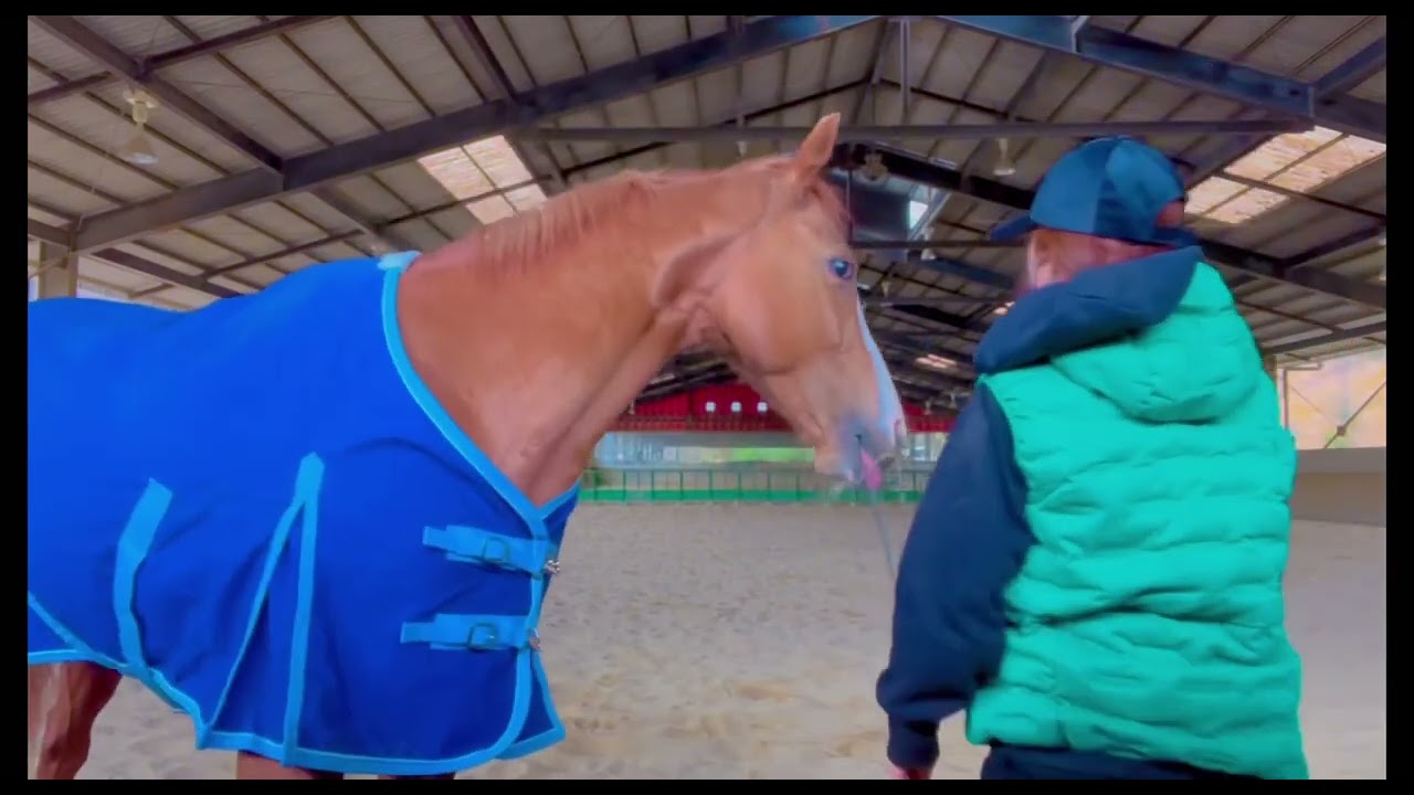 【引退馬】肥育場からきたボロボロのサラブレッドでも2ヶ月でこんなに立派に、そしてお利口さんなのですよ〜#元競走馬 #サラブレッド #引退馬 #horse #テオドール #グラウンドワーク