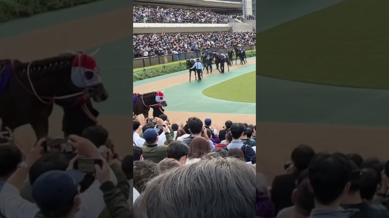 2022天皇賞・秋パドック現地映像前途中頭邪魔ぼやけ #競馬 #競馬予想 #こしゃまる #shorts #short