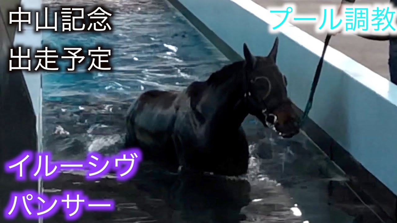 イルーシヴパンサーのプール調教
