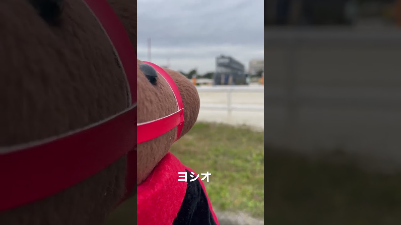 #園田競馬場  ゲート設置#ヨシオ バックします💭