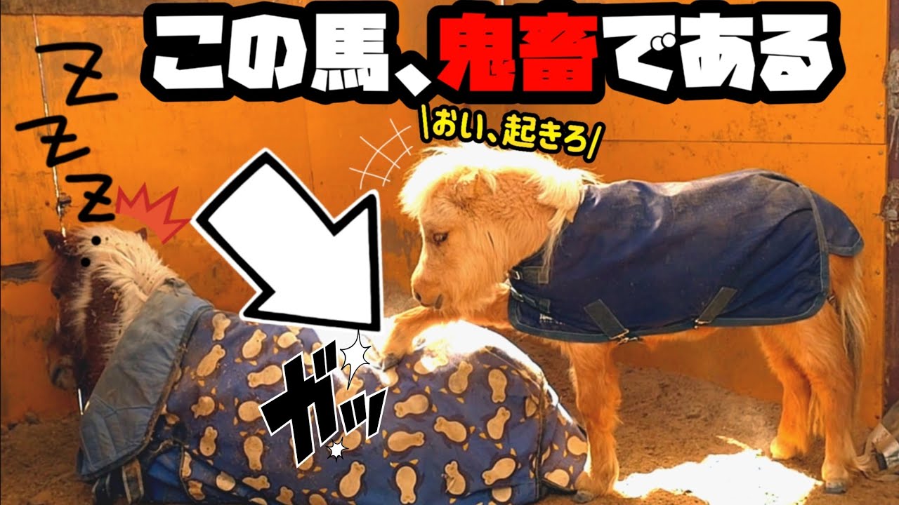 寝ているパパ馬(29歳・ポニー)を強引に起こそうとする、小さな娘馬(2歳・ミニチュアホース)がコチラです。【ツルマルボーイ様のシモベ】