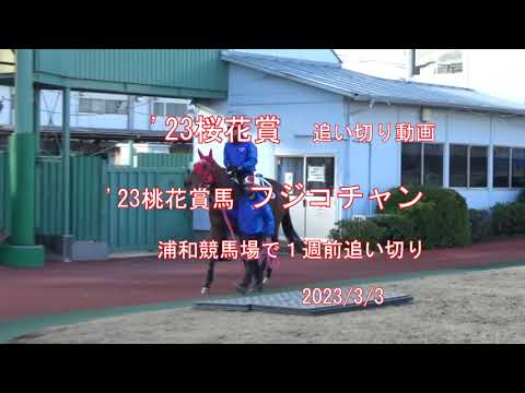 '23桜花賞（S1）　追いきり動画　フジコチャン　2023/3/3　浦和競馬場にて