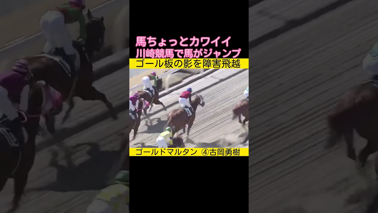 川崎競馬で障害飛越？　馬ちょっとカワイイ　#競馬  #川崎競馬 2023.2.27