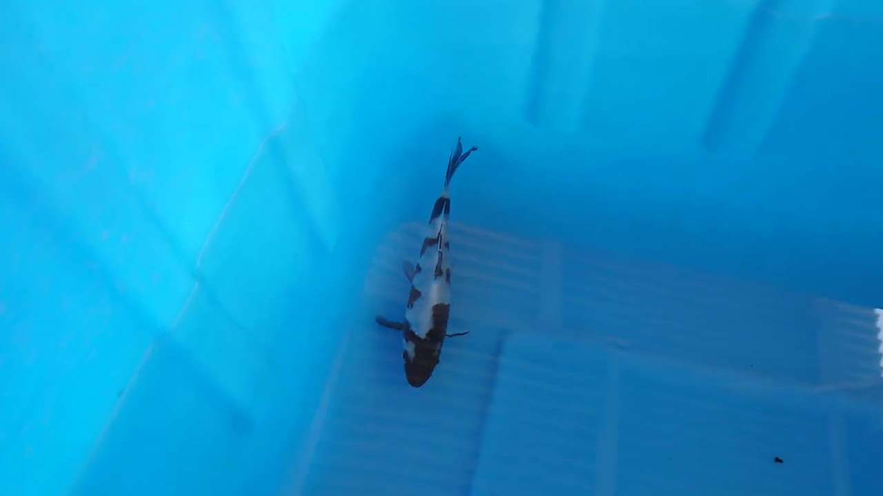 第２回関西地区幼魚品評会│皐月賞│15部 白写り│明渡 良夫様│面迫養鯉場様 作出