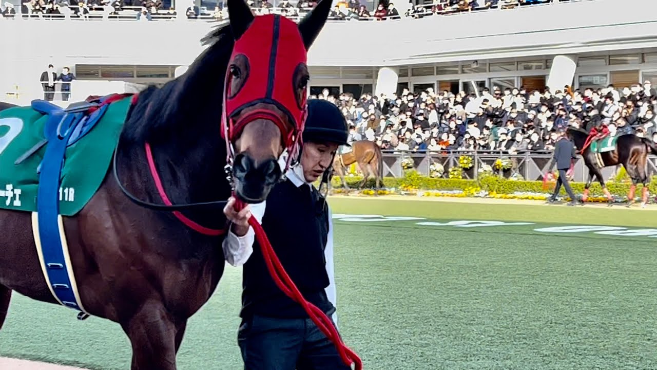 【オーシャンS2023】強かったヴェントヴォーチェのご自慢のボディはこちらです