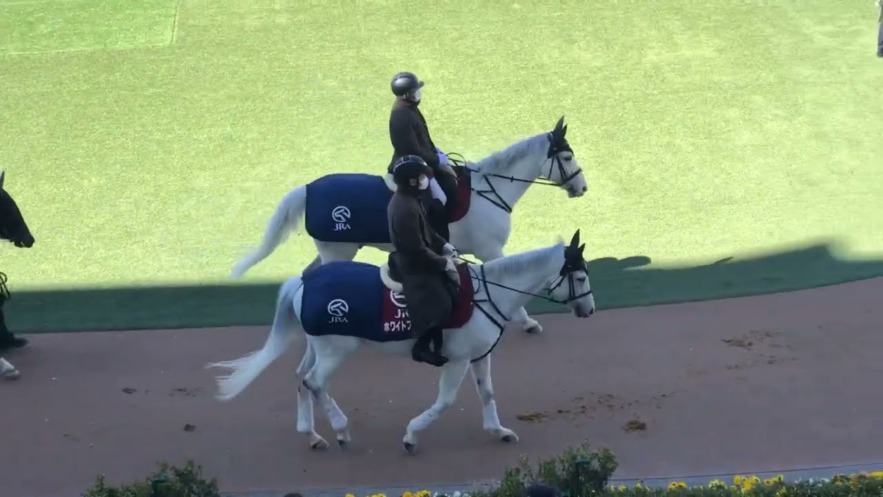 ホワイトフリートとウィニー 中山競馬場の誘導馬