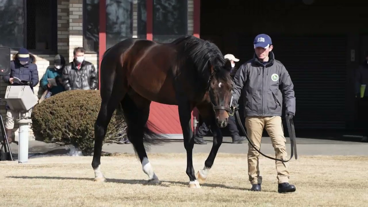 サトノアラジン(Satono Aladdin) - ブリーダーズスタリオンステーション種牡馬展示会2023