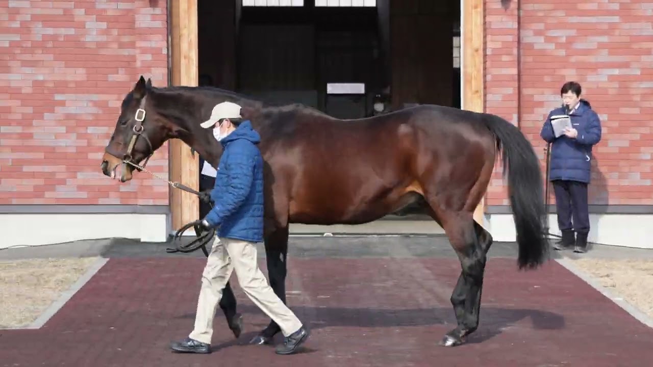リアルインパクト(Real Impact) - 優駿スタリオンステーション種牡馬展示会2023
