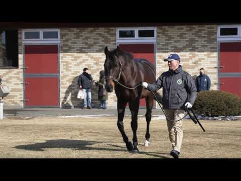 ストロングリターン(Strong Return) - ブリーダーズスタリオンステーション種牡馬展示会2023