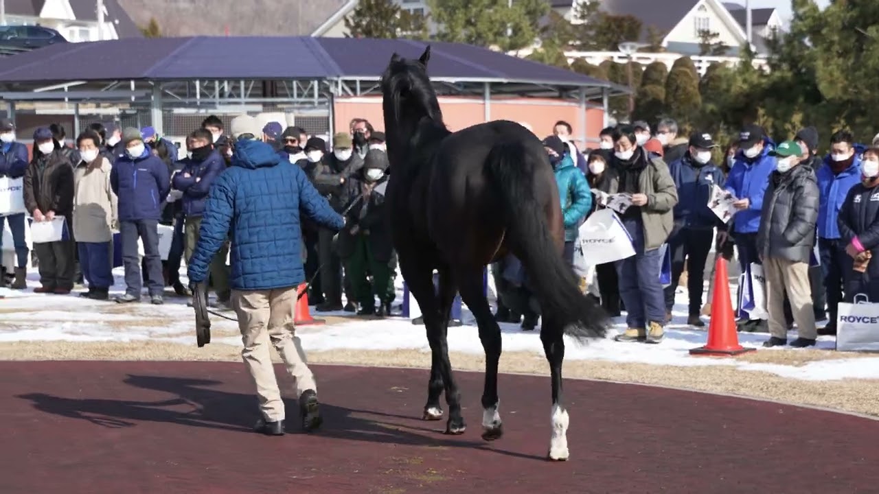 カレンブラックヒル(Curren Black Hill) - 優駿スタリオンステーション種牡馬展示会2023