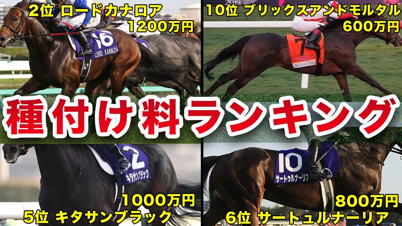 【競馬】種付け料ランキング！巨額な大金を払ってまで種付けに命をかける理由が衝撃的すぎた！