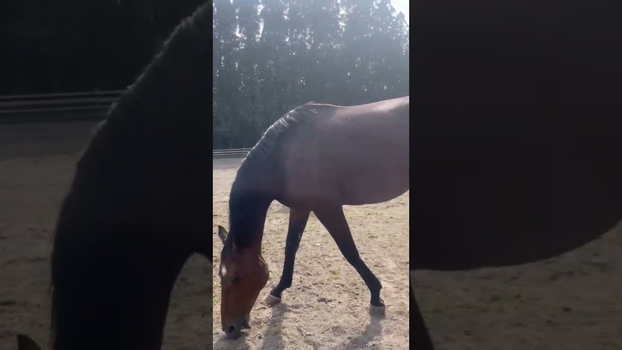 【ダービー馬主】無職の地方競馬【そして伝説へ】2023/03/08_1