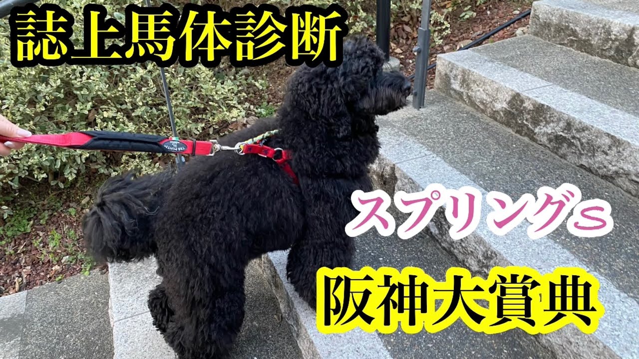 【ゴル呑み👺誌上馬体診断】スプリングS &阪神大賞典