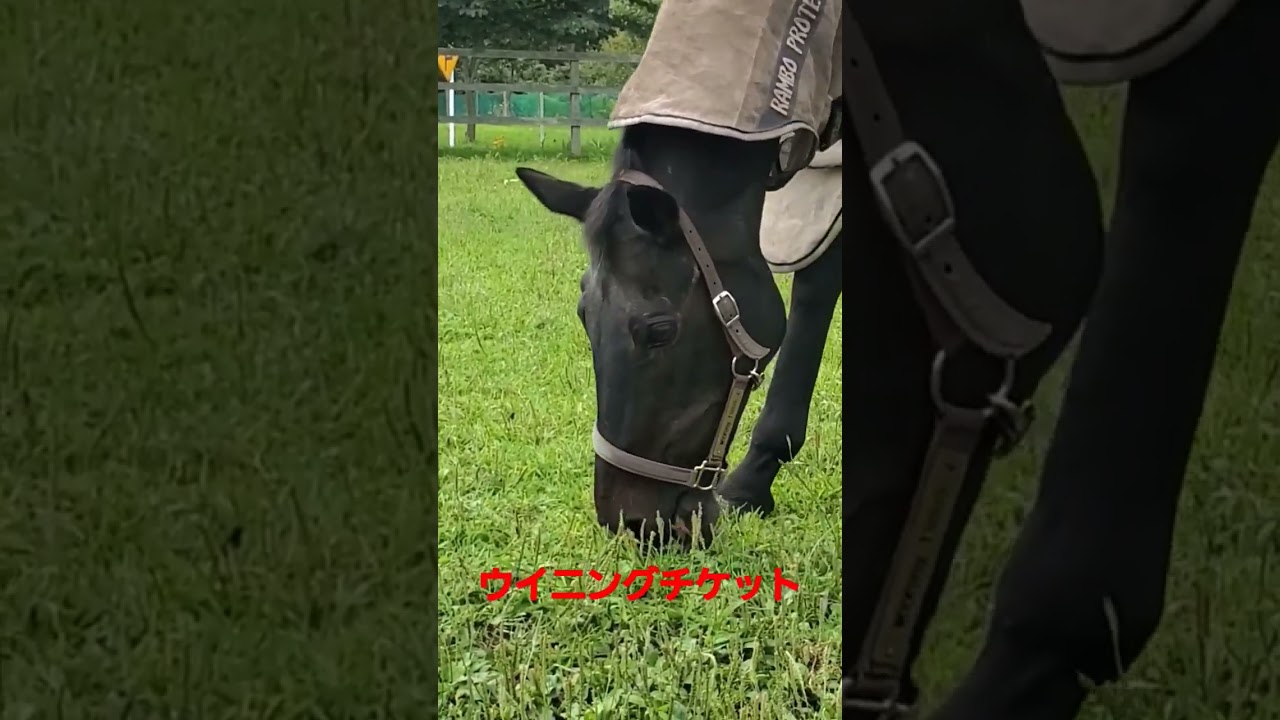 最高齢ダービー馬　#ウイニングチケット