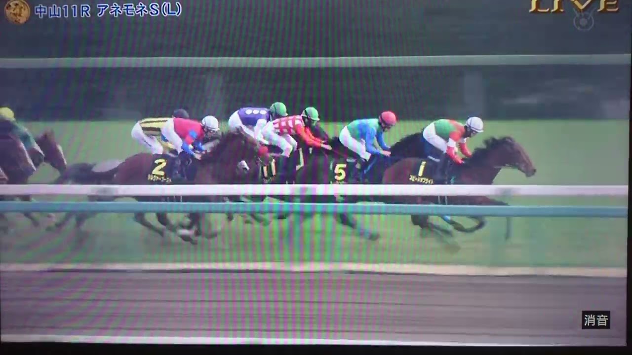 20230312 中山11R アネモネステークス(リステッド・桜花賞トライアル)