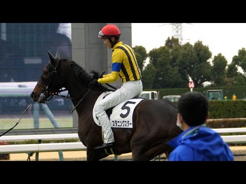 坂井瑠星危機一髪！？超良血スタニングスター馬場入りを嫌がり暴れる