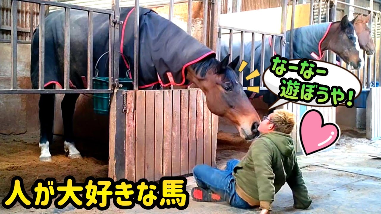 人と遊ぶのが大好きな大きな馬。目の前で座ってデカ馬を見つめてみたらこうなった。(後半はツルマルボーイ様との動画です)【ツルマルボーイ様のシモベ】