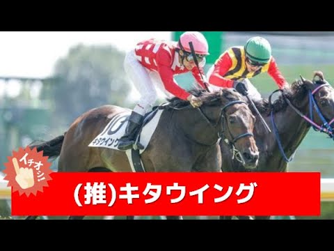 追い切り徹底解説！【フェアリーステークス2023】エナジーチャイム、ヒップホップソウルなどの状態はどうか？調教S評価は2頭！