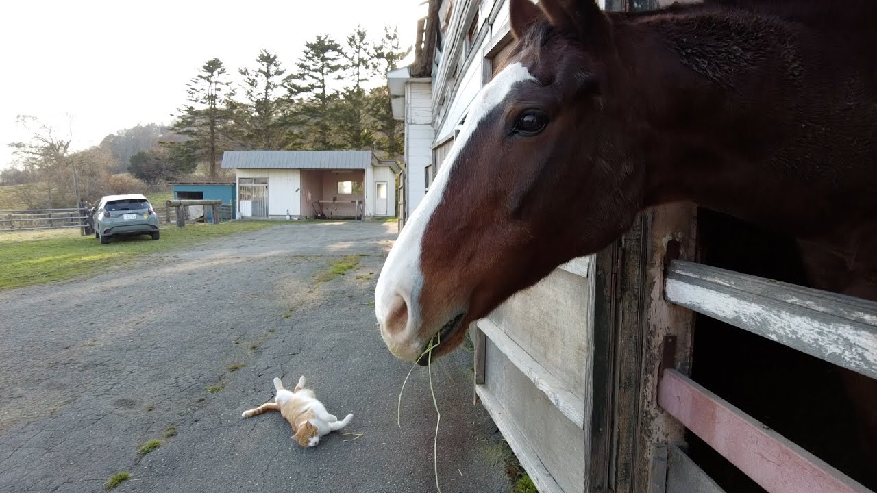 【名馬の今#1】メイショウドトウは猫と一緒に穏やかに暮らしています
