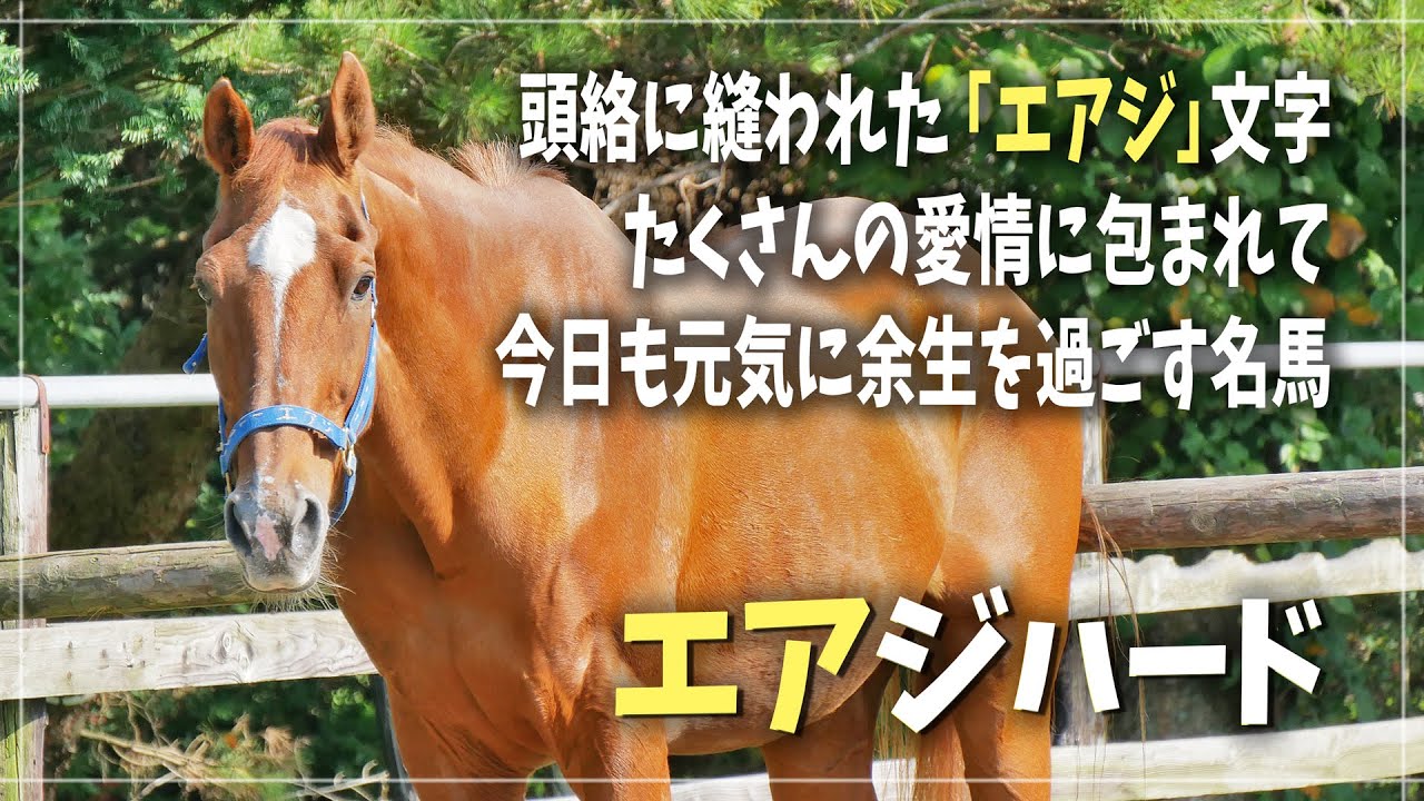 【エアジハード】放牧地でぐっすりと寝てしまうエアジー