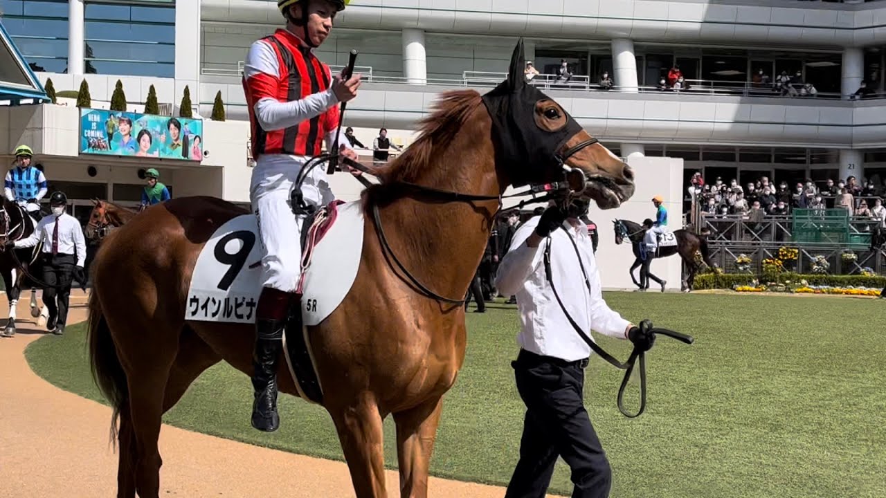 【ゴールドシップ産駒】元気いっぱい！栗毛の美少女ウインルピナスとタケシ