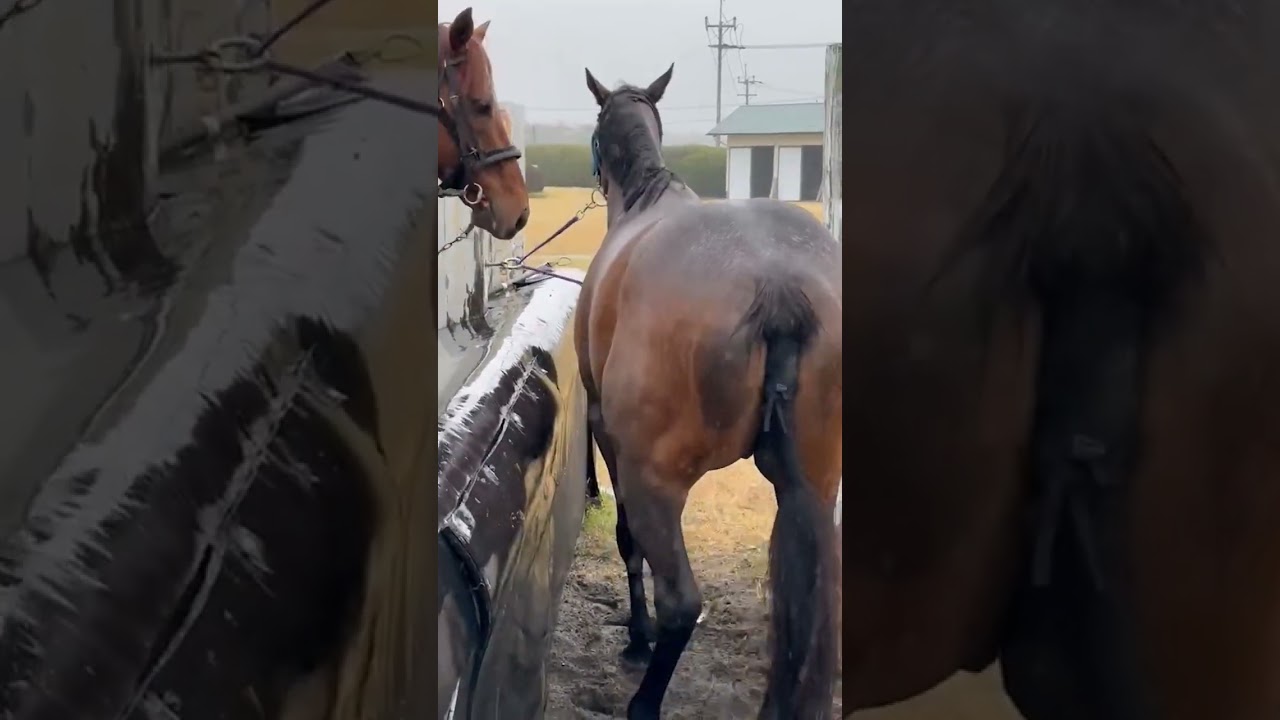 【ダービー馬主】無職の地方競馬【そして伝説へ】2023/03/17_1