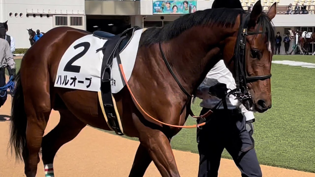 今日も一生懸命歩くハルオーブ、こーせいも思わず笑顔で何度もなでるかわいさ☺️