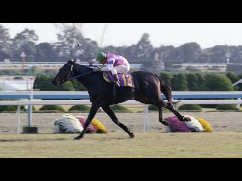 第４３回　菊花賞　ホリスキー　牡３　57　菅原泰夫　1982.11.14　　出走馬：パッシングサイアー、マサヒコボーイ、アキビンゴ、ハシローディー、ワカテンザン、アズマハンター、ハギノカムイオー他