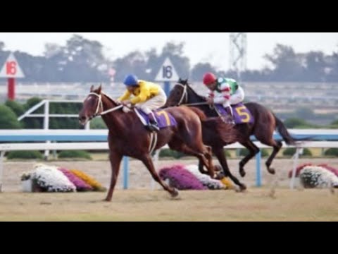 第７回　エリザベス女王杯 　ビクトリアクラウン　牝３　55　嶋田功　1982.11.21　　出走馬：ミスラディカル、ラブリースター、バタイユ、メジロカーラ、ヤマノシラギク、ヤマニンペニー他