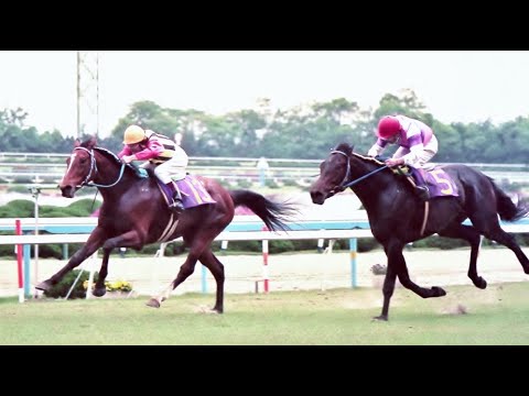 第８７回　天皇賞（春）　アンバーシャダイ　牡６　58　加藤和宏　1983.4.29　　出走馬：ホリスキー、カツアール 、メジロファントム、ミナガワマンナ、オペックホース 、ヒカリデユール他