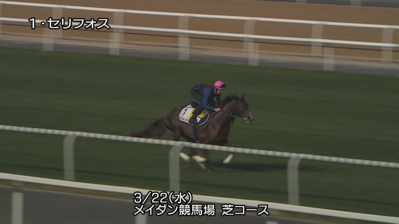 【2023ドバイターフ】セリフォスなど日本馬3頭の最終追い切り | JRA公式