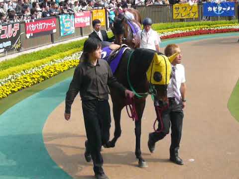 2008ヴィクトリアマイルパドック