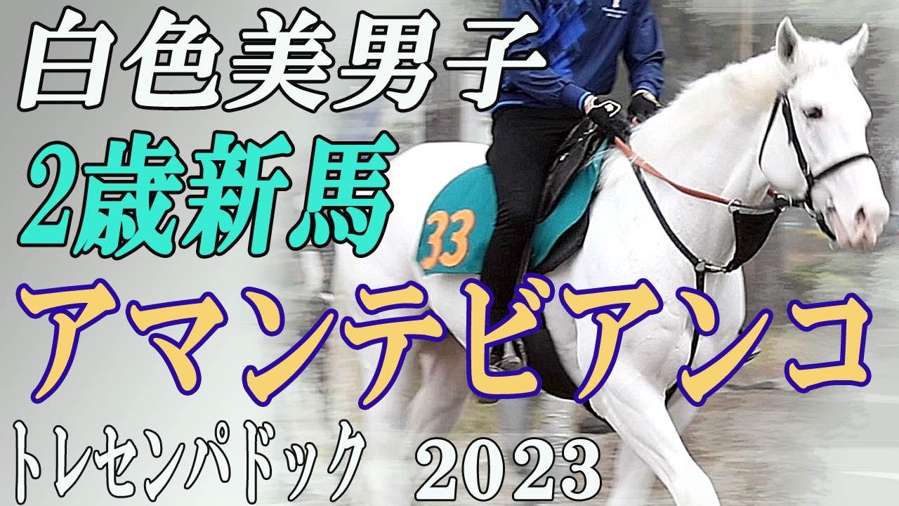 白色美男子　2歳新馬・アマンテビアンコ（母ユキチャン）自己紹介　トレセンパドック2023　Racehorses with music