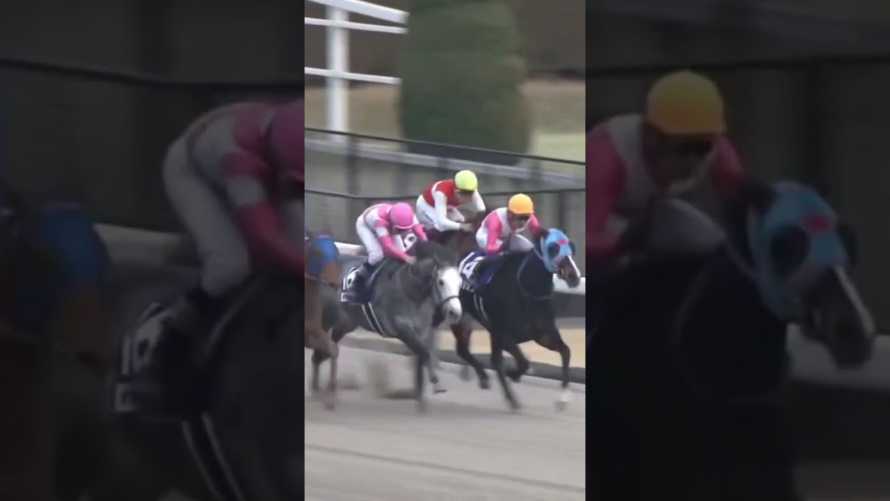 【横綱競馬】フェブラリーステークス 2023 レモンポップ 優勝🏆 坂井流星騎手 #フェブラリーステークス #競馬 #ダート #shorts