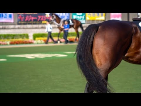 【タイトルホルダー】日経賞前にフラグ立ってた…